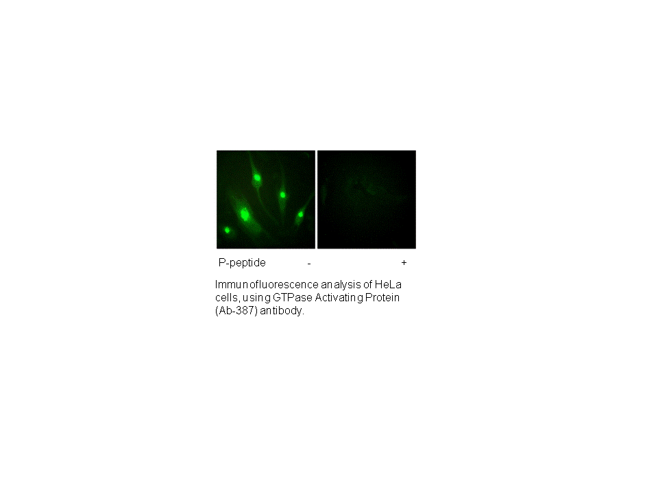 Product image for GTPase Activating Protein (Ab-387) Antibody