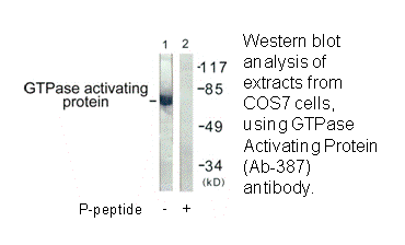 Product image for GTPase Activating Protein (Ab-387) Antibody