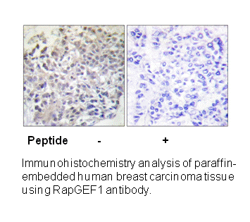 Product image for RapGEF1 (Ab-504) Antibody
