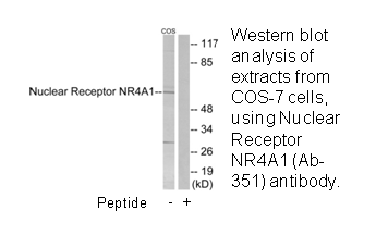 Product image for Nuclear Receptor NR4A1 (Ab-351) Antibody