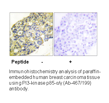 Product image for PI3-kinase p85-&alpha;/&gamma; (Ab-467/199) Antibody