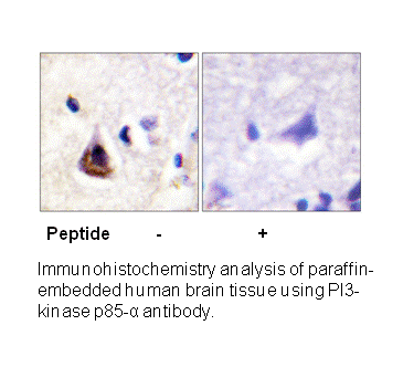 Product image for PI3-kinase p85-&alpha; (Ab-607) Antibody