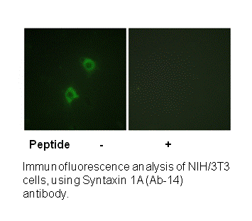 Product image for Syntaxin 1A (Ab-14) Antibody