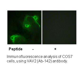 Product image for VAV2 (Ab-142) Antibody