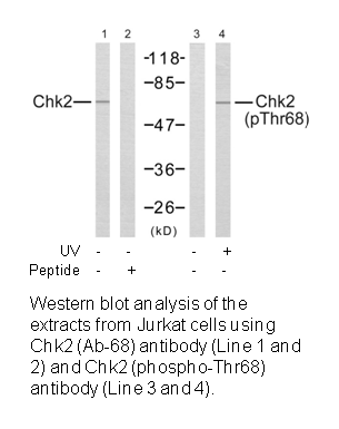 Product image for Chk2 (Ab-68) Antibody