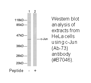 Product image for c-Jun (Ab-73) Antibody