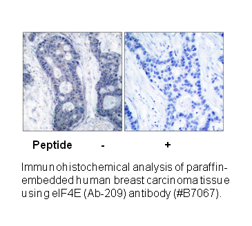 Product image for eIF4E (Ab-209) Antibody