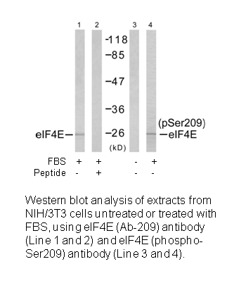 Product image for eIF4E (Ab-209) Antibody