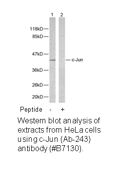 Product image for c-Jun (Ab-243) Antibody