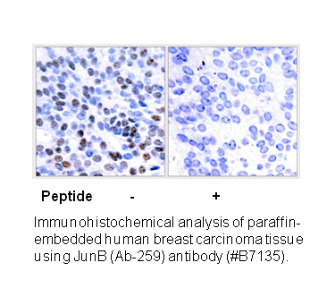 Product image for JunB (Ab-259) Antibody