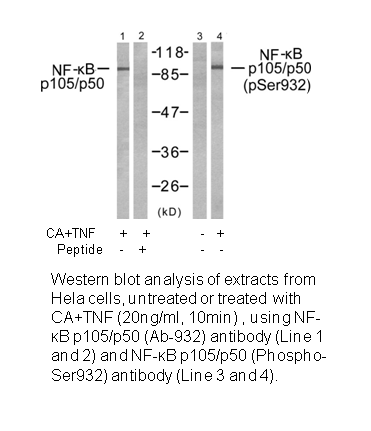 Product image for NF-&kappa;B p105/p50 (Ab-932) Antibody