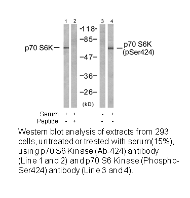 Product image for p70 S6 Kinase (Ab-424) Antibody