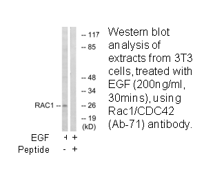 Product image for Rac1/CDC42 (Ab-71) Antibody