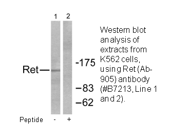 Product image for Ret (Ab-1062) Antibody