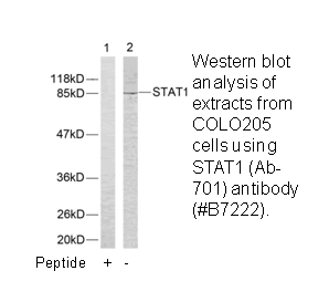 Product image for STAT1 (Ab-701) Antibody