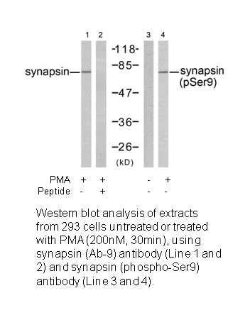 Product image for Synapsin (Ab-9) Antibody