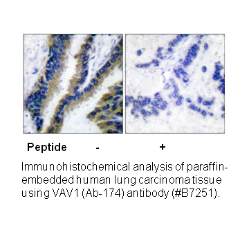 Product image for VAV1 (Ab-174) Antibody