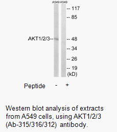 Product image for AKT1/2/3 (Ab-315/316/312) Antibody