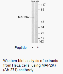 Product image for MAP2K7 (Ab-271) Antibody