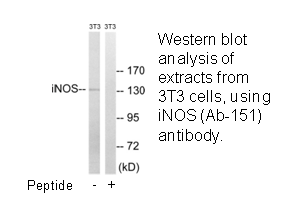 Product image for iNOS (Ab-151) Antibody