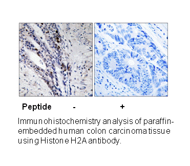 Product image for Histone H2A (Ab-121) Antibody