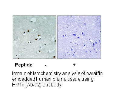 Product image for HP1&alpha; (Ab-92) Antibody