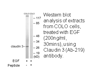Product image for Claudin 3 (Ab-219) Antibody