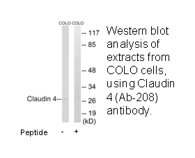 Product image for Claudin 4 (Ab-208) Antibody