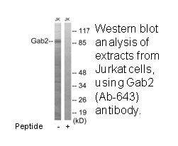 Product image for Gab2 (Ab-643) Antibody