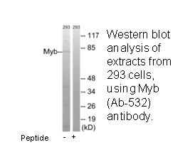 Product image for Myb (Ab-532) Antibody
