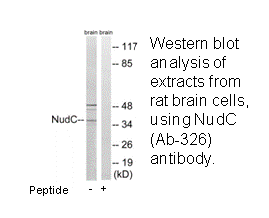 Product image for NudC (Ab-326) Antibody