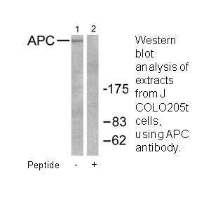 Product image for APC Antibody