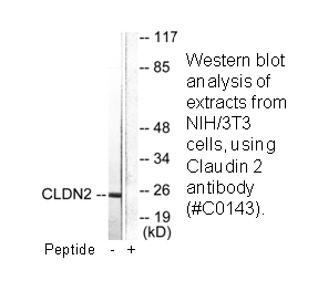 Product image for Claudin 2 Antibody