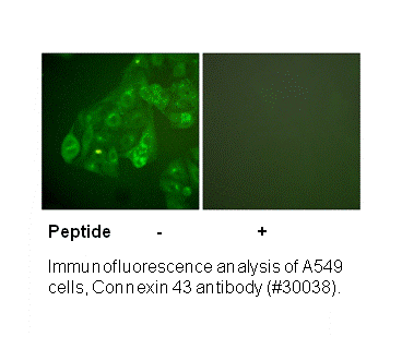 Product image for Connexin 43 Antibody