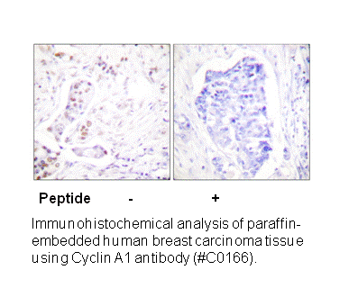 Product image for Cyclin A1 Antibody