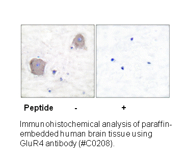 Product image for mGluR4 Antibody