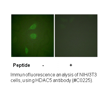 Product image for HDAC5 Antibody