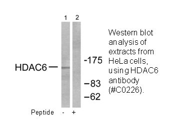 Product image for HDAC6 Antibody