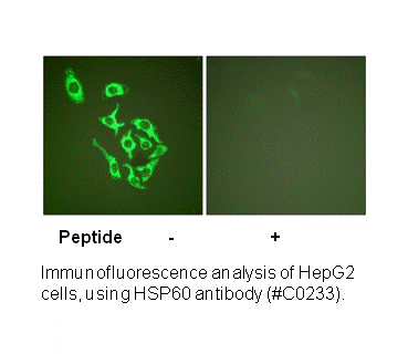 Product image for HSP60 Antibody