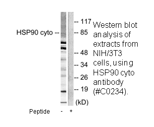 Product image for HSP90A Antibody