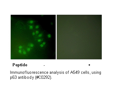 Product image for p63 Antibody