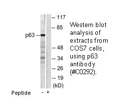 Product image for p63 Antibody