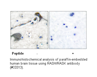 Product image for RASH/RASK Antibody