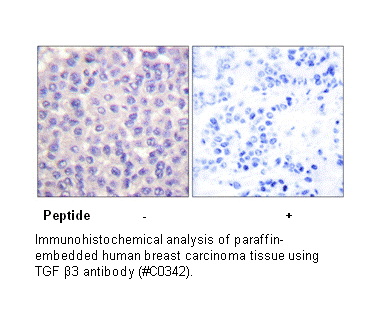 Product image for TGF &beta;3 Antibody