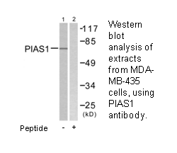 Product image for PIAS1 Antibody
