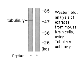 Product image for Tubulin &gamma; Antibody