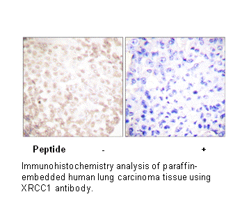 Product image for XRCC1 Antibody