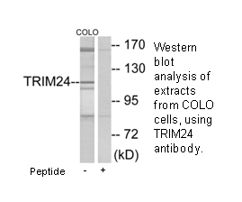 Product image for TRIM24 Antibody