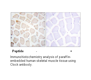 Product image for Clock Antibody