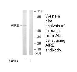 Product image for AIRE Antibody